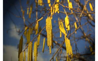 Immagine: Bollettino settimanale dei pollini del Trentino
