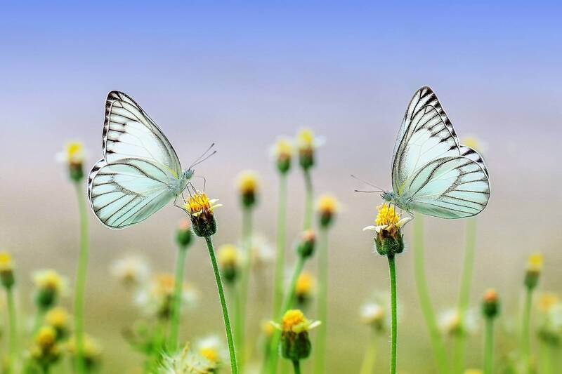 NNB – Network Nazionale della Biodiversità 