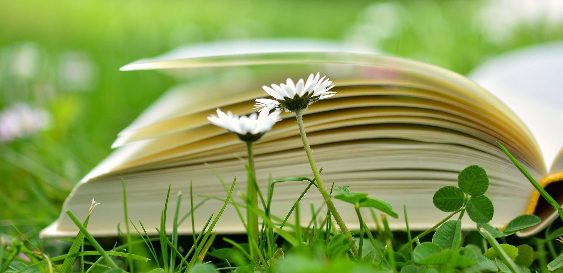 Immagine: 17 Cultura Ambientale