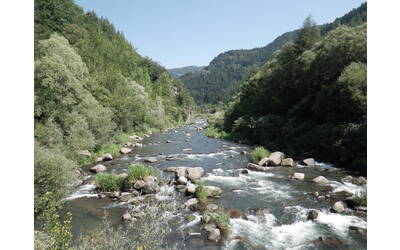 Immagine: avisio_asta