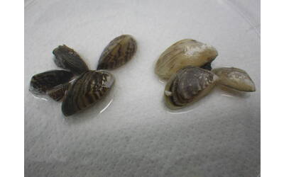 Immagine: Dreissena_polymorpha+D bugensis(2)