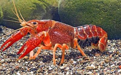 Immagine: gambero della Louisiana