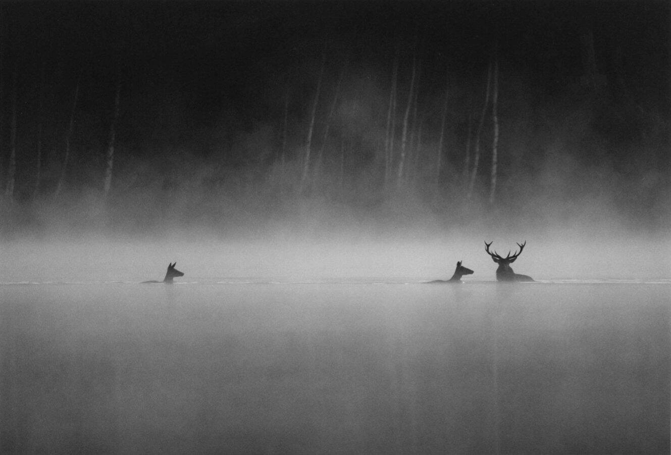 Immagine: Le chant des forêts