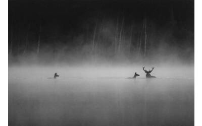 Immagine: Le chant des forêts
