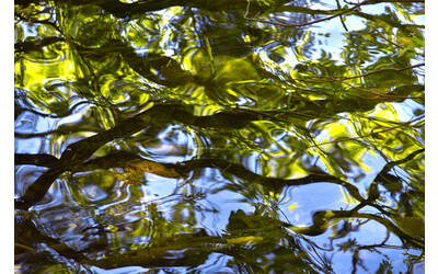 Immagine: Tovel di Martina Angarano 